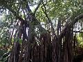 21a - Jardin Tropical 024